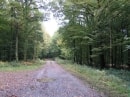 forêt de St Michel / d'Hirson